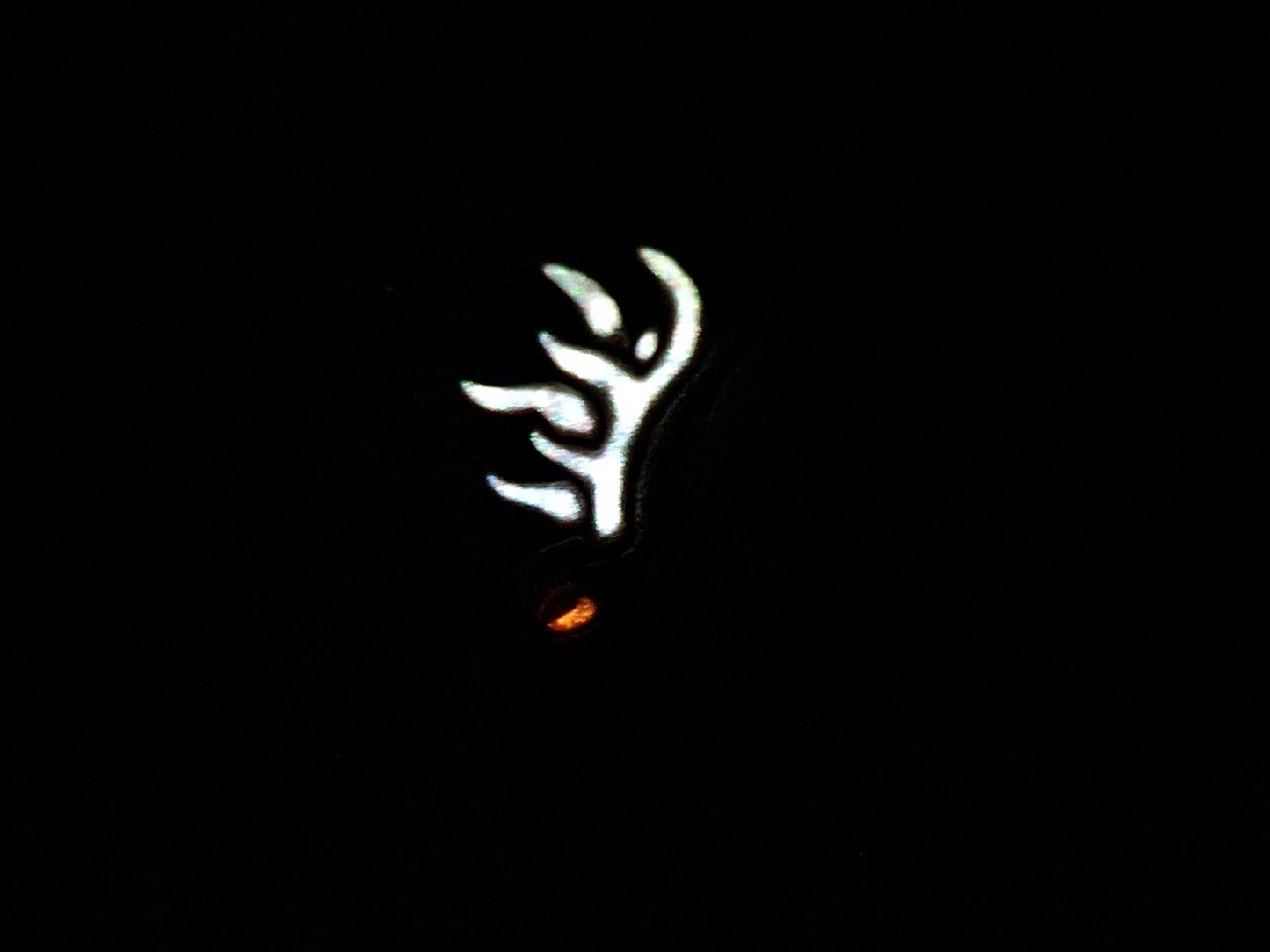 Jackalope
